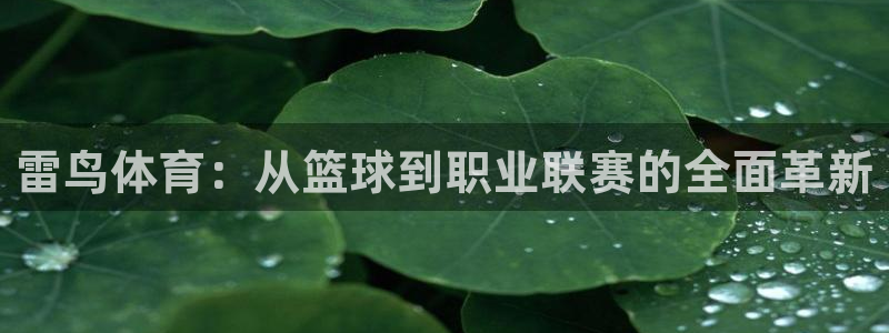 雷鸟体育：从篮球到职业联赛的全面革新